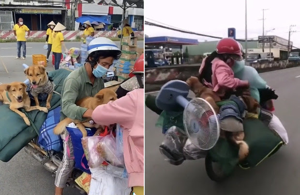 Vụ 15 con chó bị tiêu hủy ở Cà Mau: Chính quyền xã lên tiếng - Hình 1