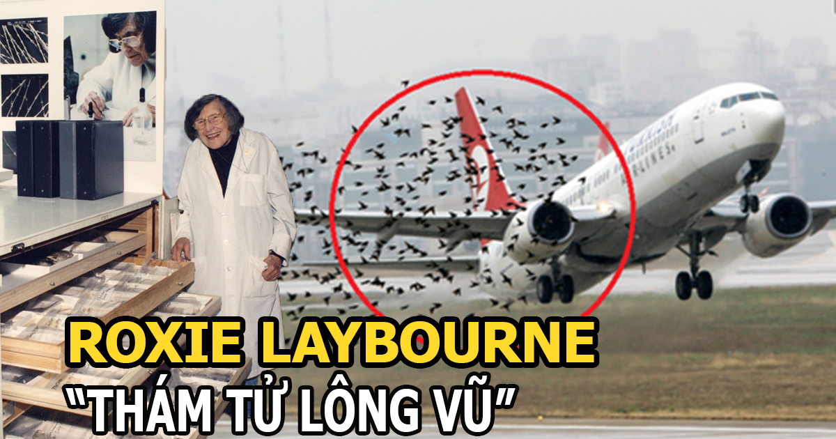 Roxie Laybourne | Thám tử lông vũ thay đổi cả ngành hàng không - Hình 5