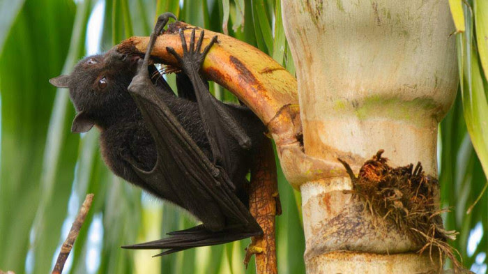 Nipah virus is more dangerous than Covid-19 that is breaking out in India - Photo 2