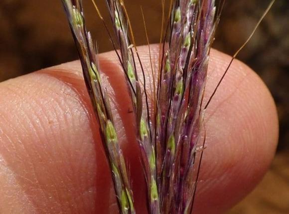 Cỏ Pili: Giống sợi tóc, bị nhầm là xá lợi Đức Phật, có thể vặn vẹo, nhảy múa - Hình 3