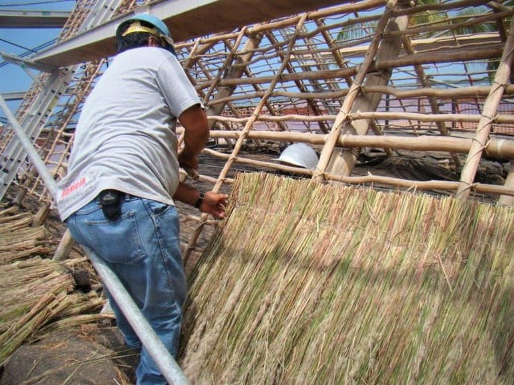 Cỏ Pili: Giống sợi tóc, bị nhầm là xá lợi Đức Phật, có thể vặn vẹo, nhảy múa - Hình 7