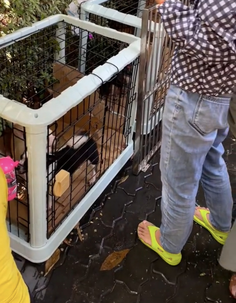The owners of 19 dogs evicted from the apartment are pressing to expose the truth, accusing them of being harassed - Photo 5