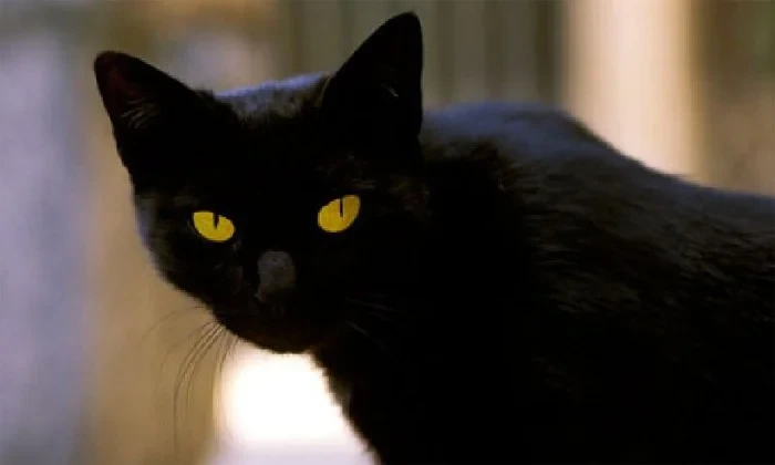 Why put a cloth on the face of the deceased, not let the black cat jump over? - Photo 4